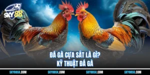 Đá gà cựa sắt là gì? Kỹ thuật đá gà mà anh em cần nắm rõ