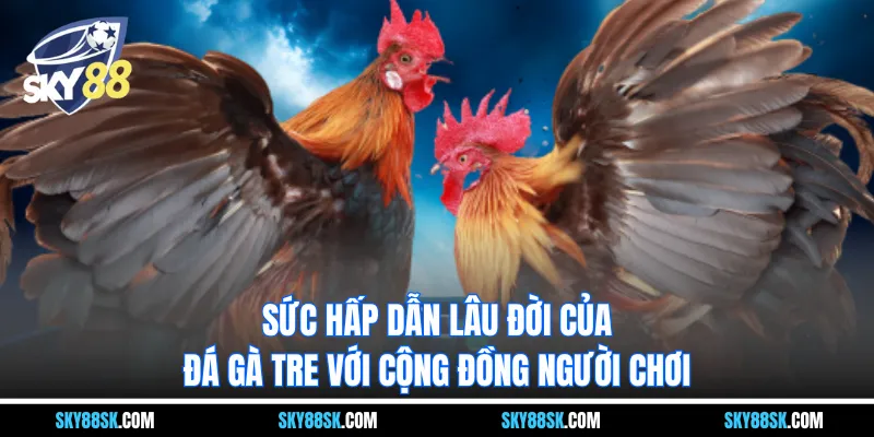 Sức hấp dẫn lâu đời của đá gà tre với cộng đồng người chơi